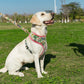 Floral Dog Harness and Leash Set - Adjustable Vest for All Sizes