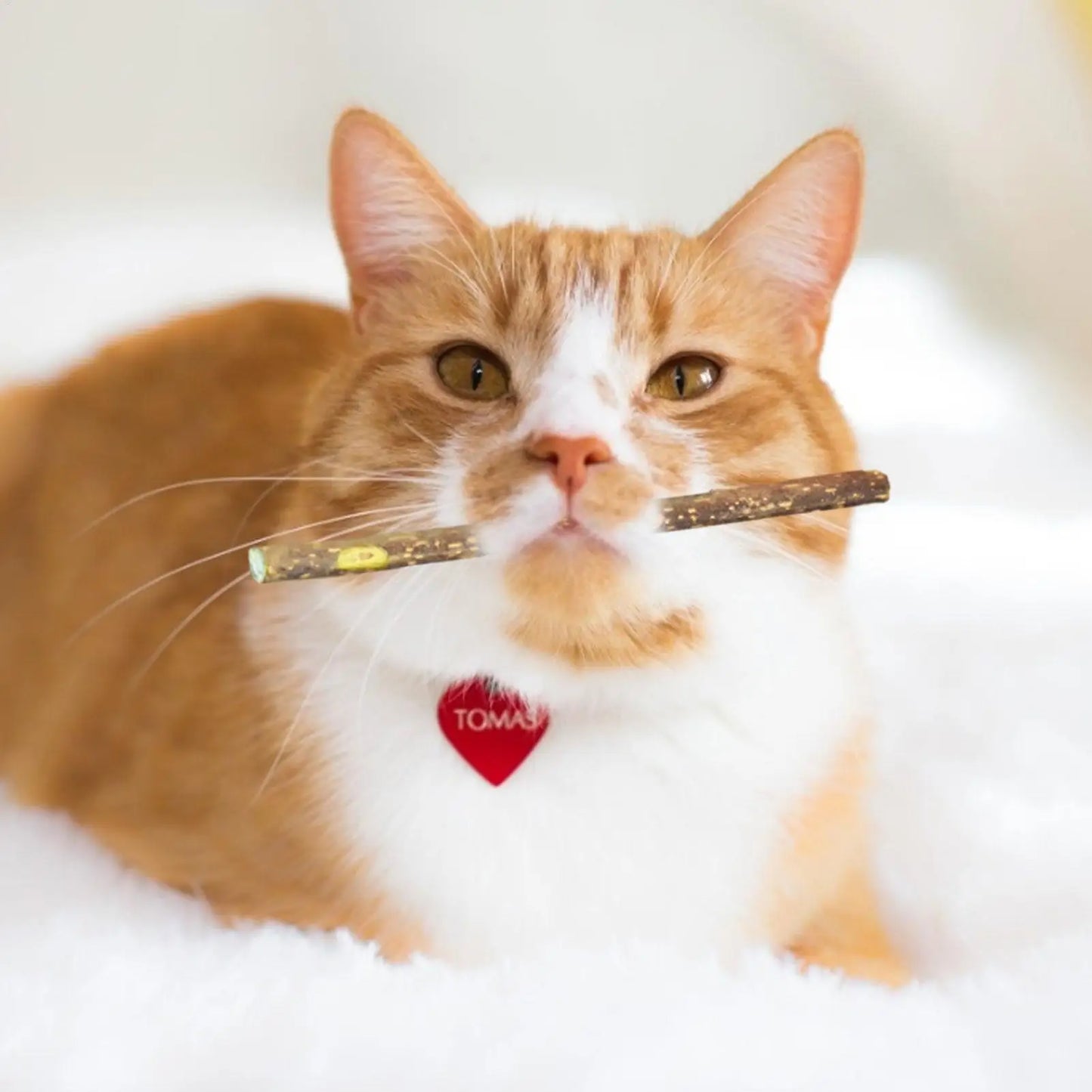 Natural Catnip Sticks - Silvervine Matatabi Dental Toy