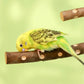 Natural Wood Bird Parakeet Stand Branch