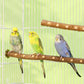Natural Wood Bird Parakeet Stand Branch