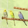 Natural Wood Bird Parakeet Stand Branch